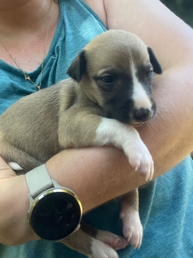 du Cèdre Enchanté - Chiots disponibles - Whippet