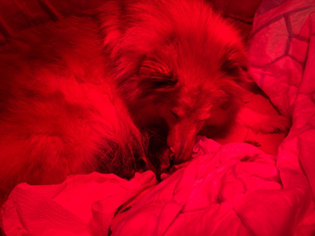 du Cèdre Enchanté - Chiots disponibles - Shetland Sheepdog