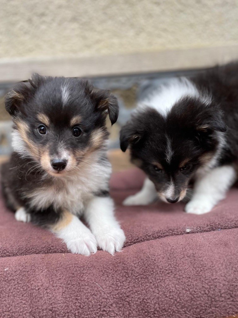 du Cèdre Enchanté - Shetland Sheepdog - Portée née le 15/04/2025