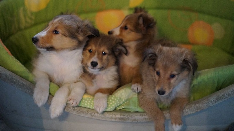 Chiot Shetland Sheepdog du Cèdre Enchanté