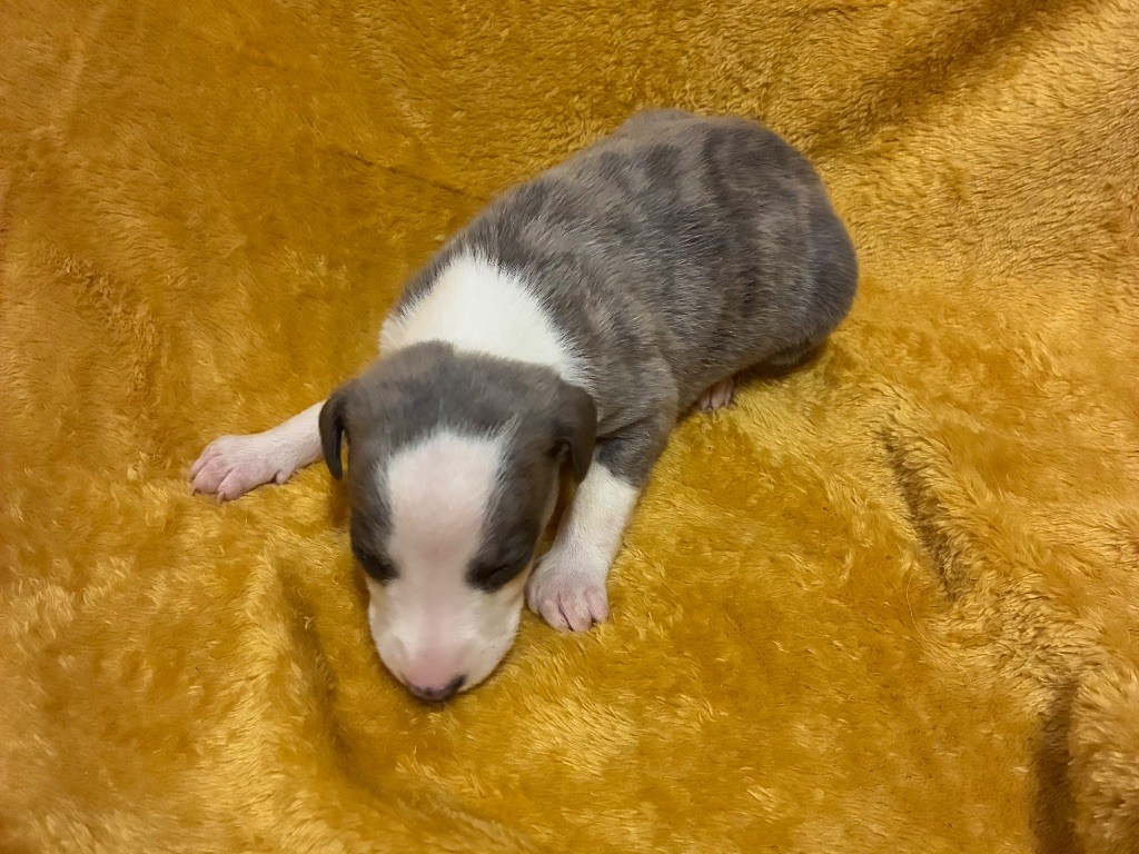 du Cèdre Enchanté - Chiots disponibles - Whippet