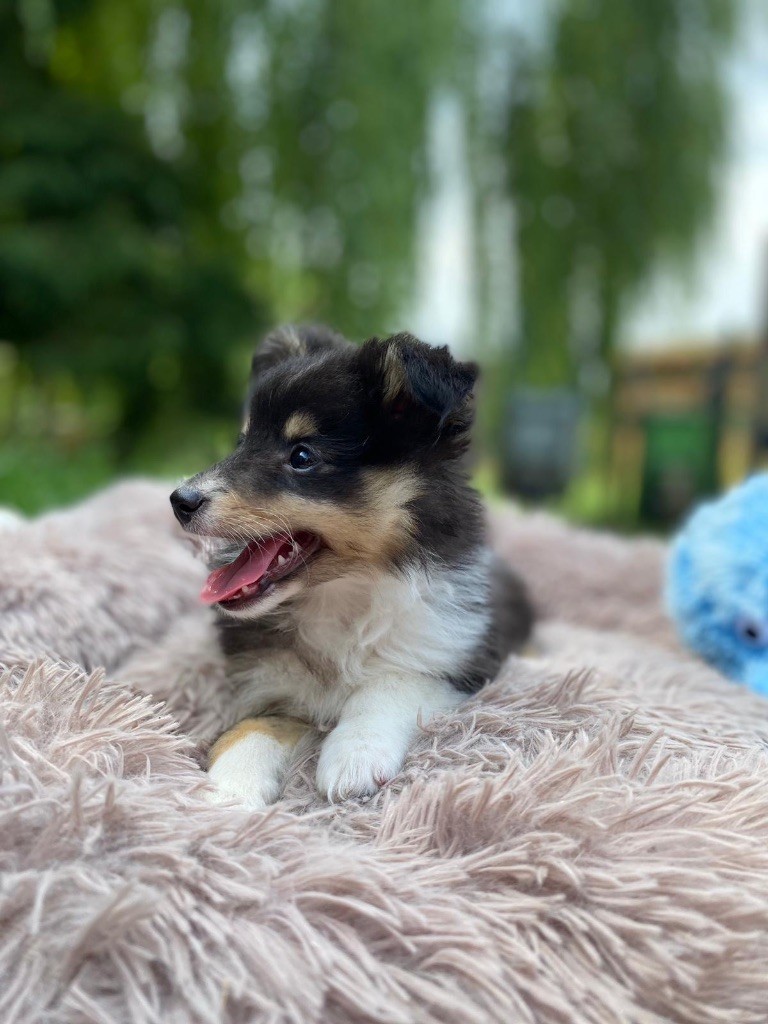 du Cèdre Enchanté - Chiots disponibles - Shetland Sheepdog