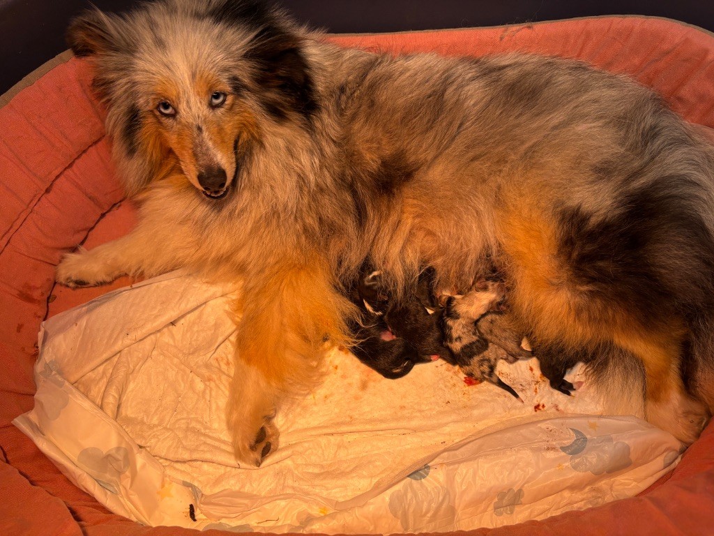 Chiot Shetland Sheepdog du Cèdre Enchanté