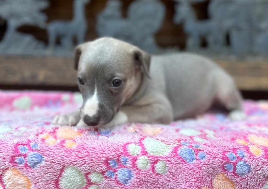 du Cèdre Enchanté - Chiots disponibles - Whippet