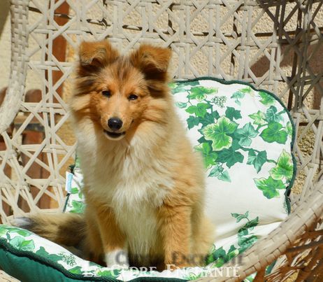 Chiot Shetland Sheepdog du Cèdre Enchanté
