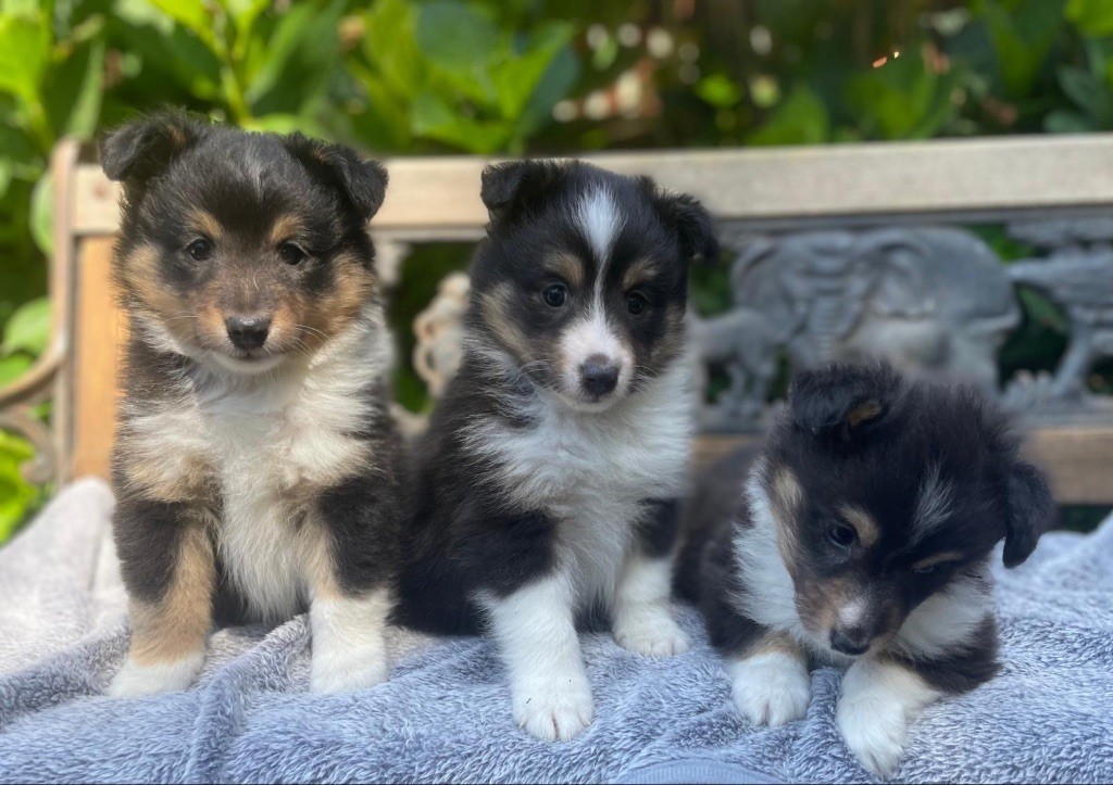 du Cèdre Enchanté - Shetland Sheepdog - Portée née le 16/05/2025