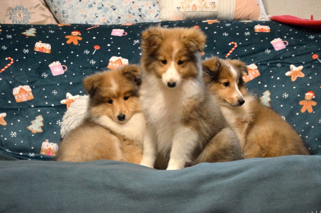 Chiot Shetland Sheepdog du Cèdre Enchanté