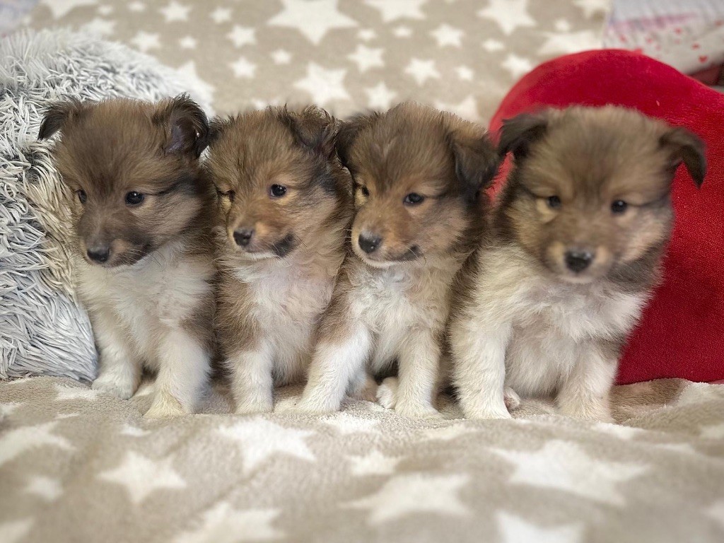 du Cèdre Enchanté - Chiots disponibles - Shetland Sheepdog