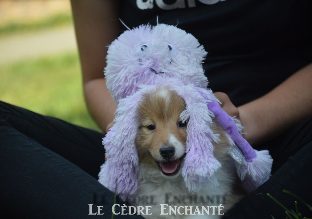 Chiot Shetland Sheepdog du Cèdre Enchanté