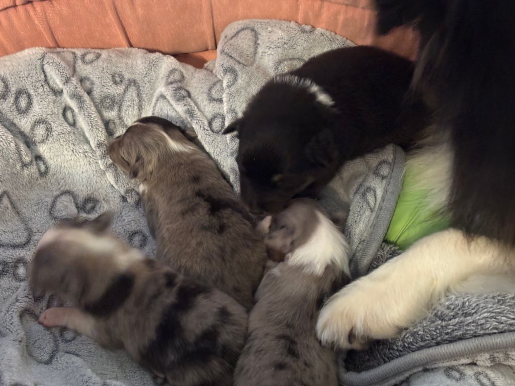 du Cèdre Enchanté - Chiots disponibles - Shetland Sheepdog
