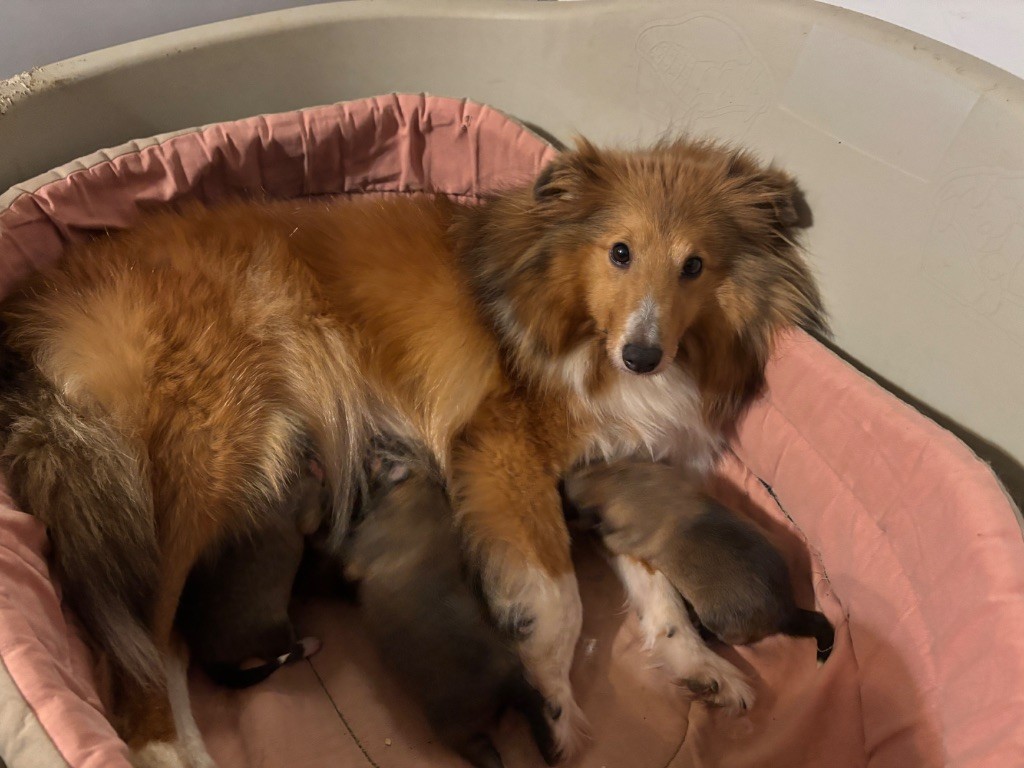 du Cèdre Enchanté - Chiots disponibles - Shetland Sheepdog