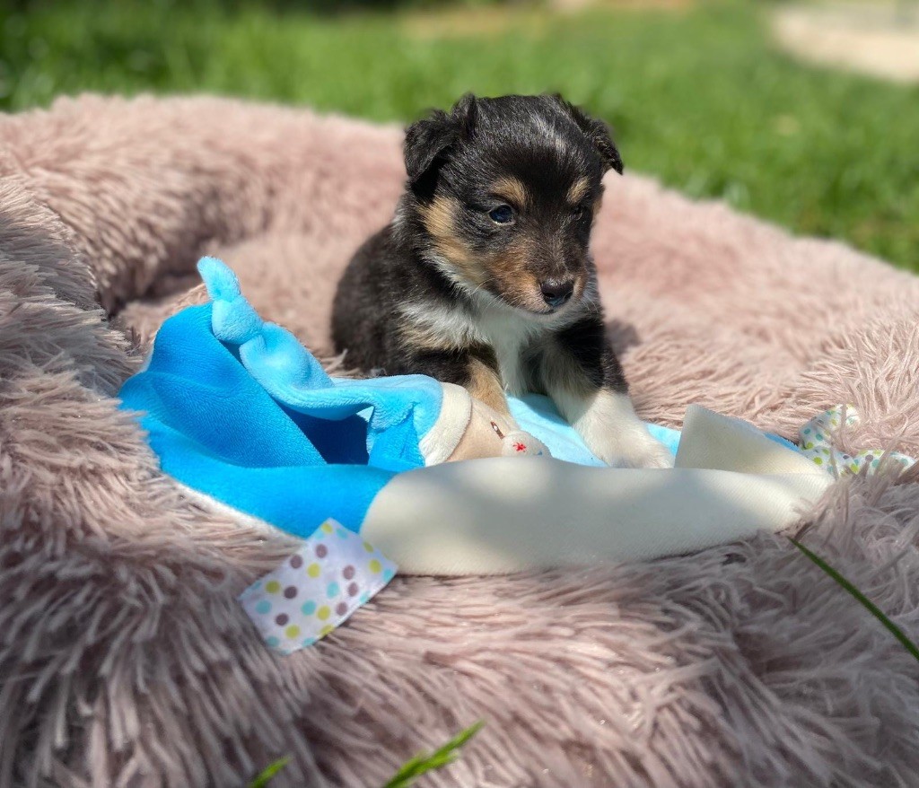 du Cèdre Enchanté - Chiots disponibles - Shetland Sheepdog