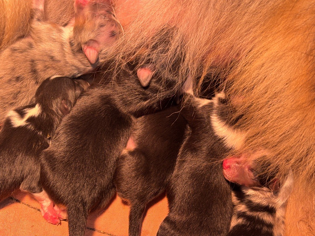 du Cèdre Enchanté - Chiots disponibles - Shetland Sheepdog
