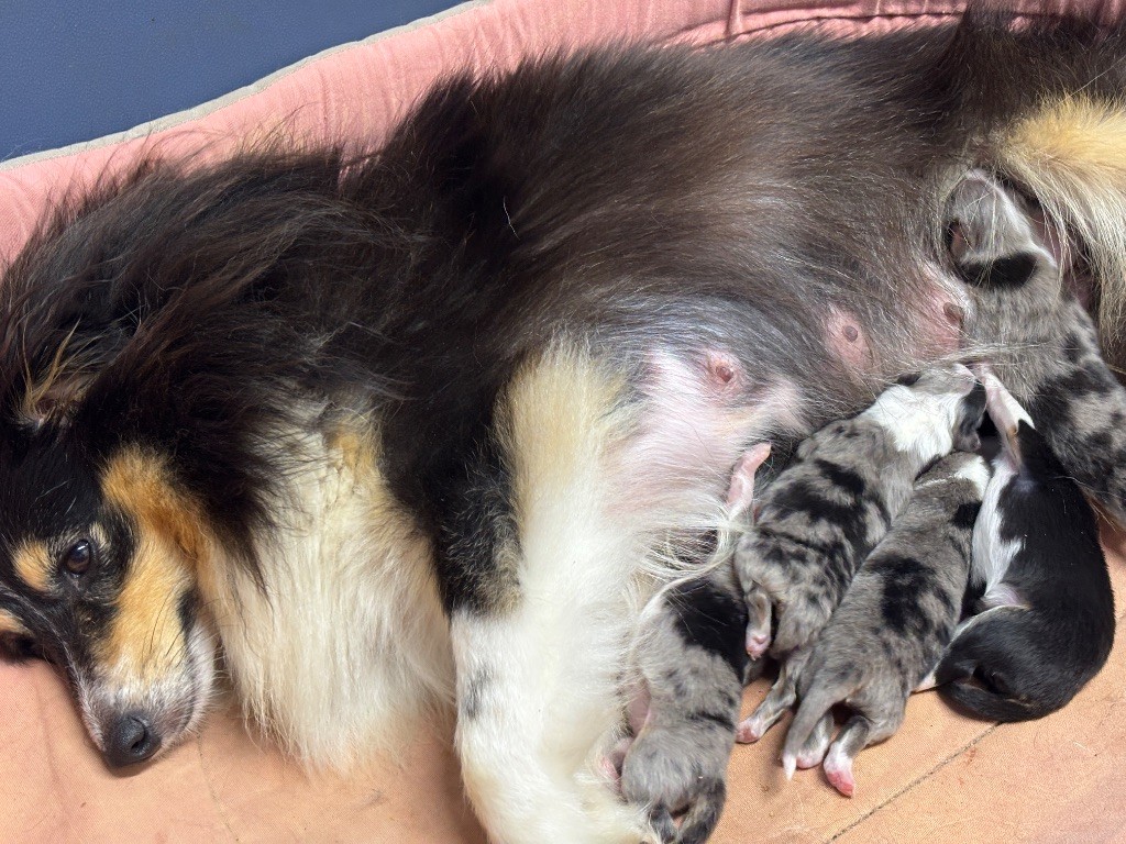 du Cèdre Enchanté - Chiots disponibles - Shetland Sheepdog