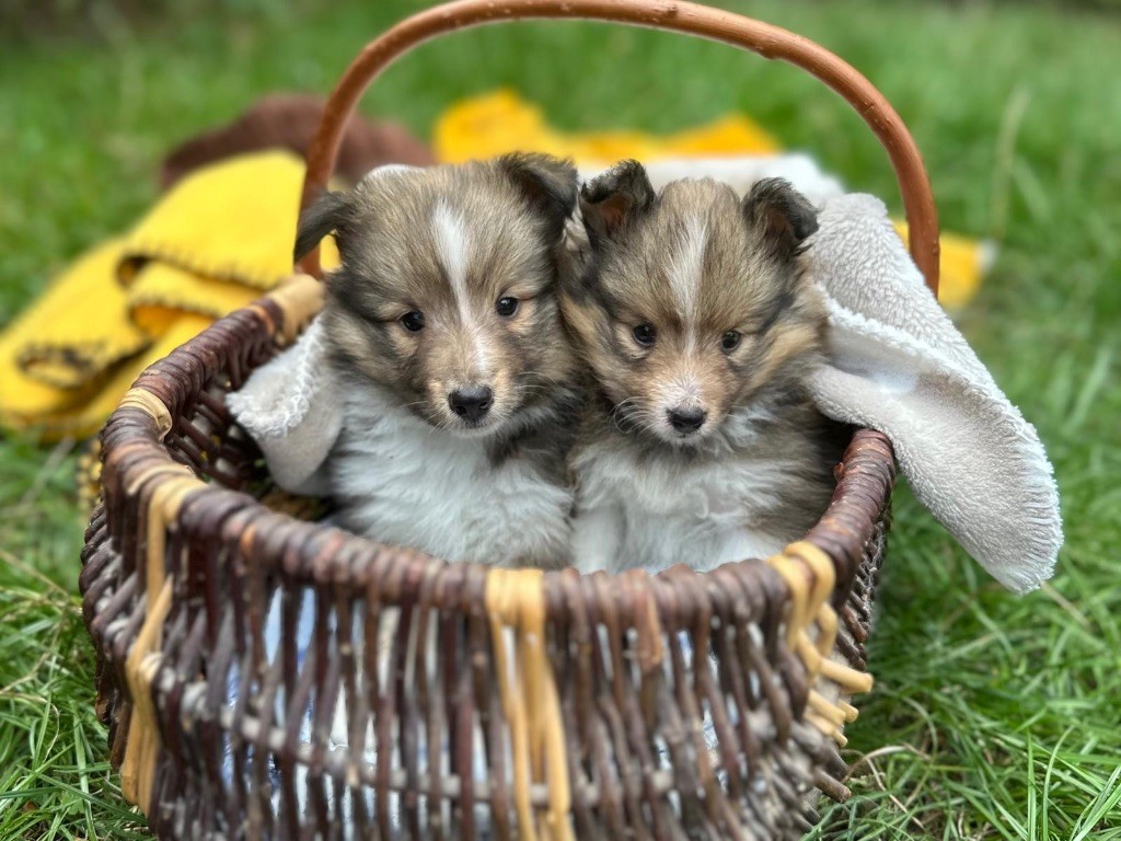 du Cèdre Enchanté - Chiots disponibles - Shetland Sheepdog