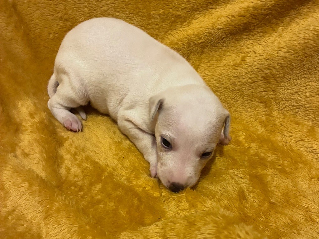 du Cèdre Enchanté - Chiots disponibles - Whippet