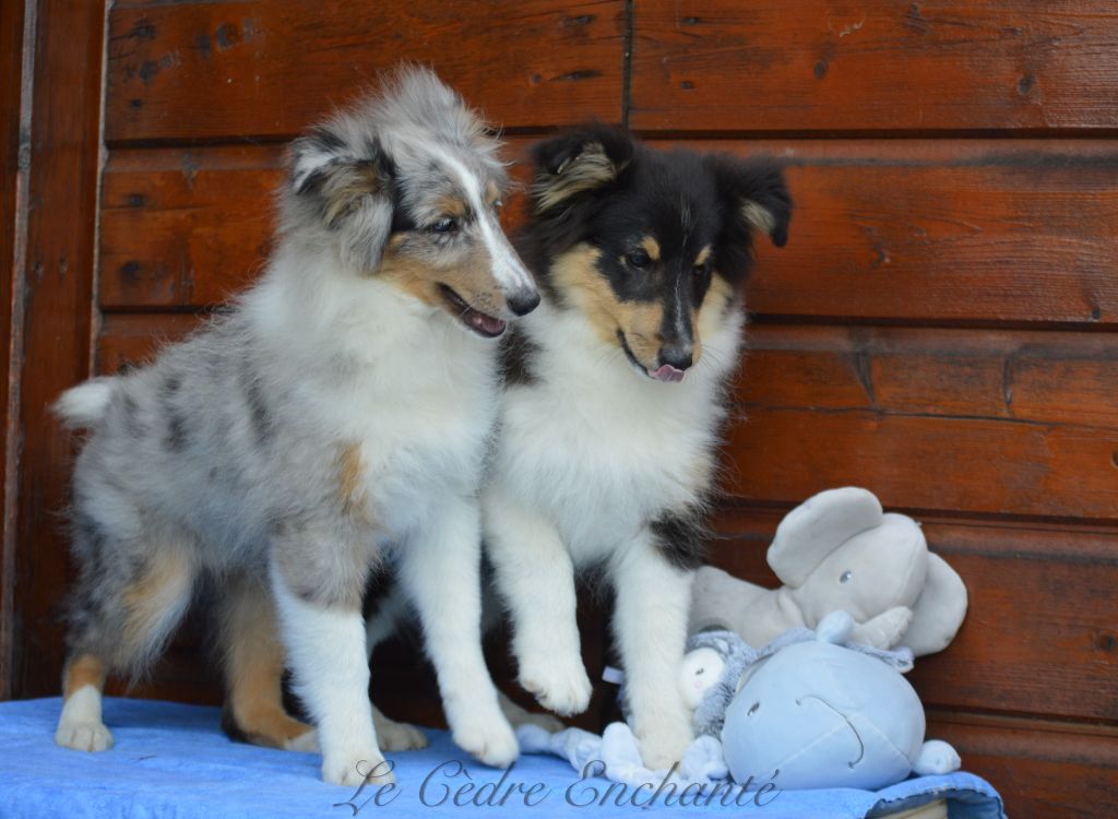 Chiot Shetland Sheepdog du Cèdre Enchanté