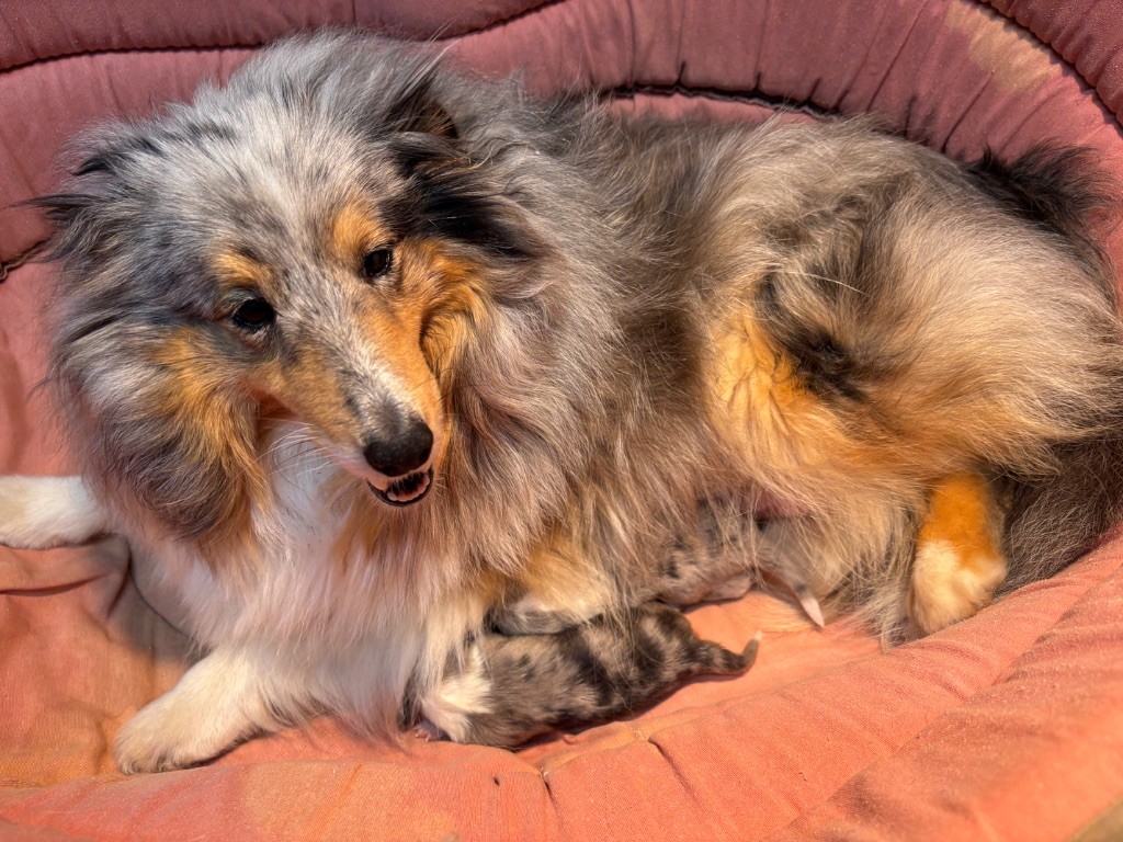 du Cèdre Enchanté - Chiots disponibles - Shetland Sheepdog