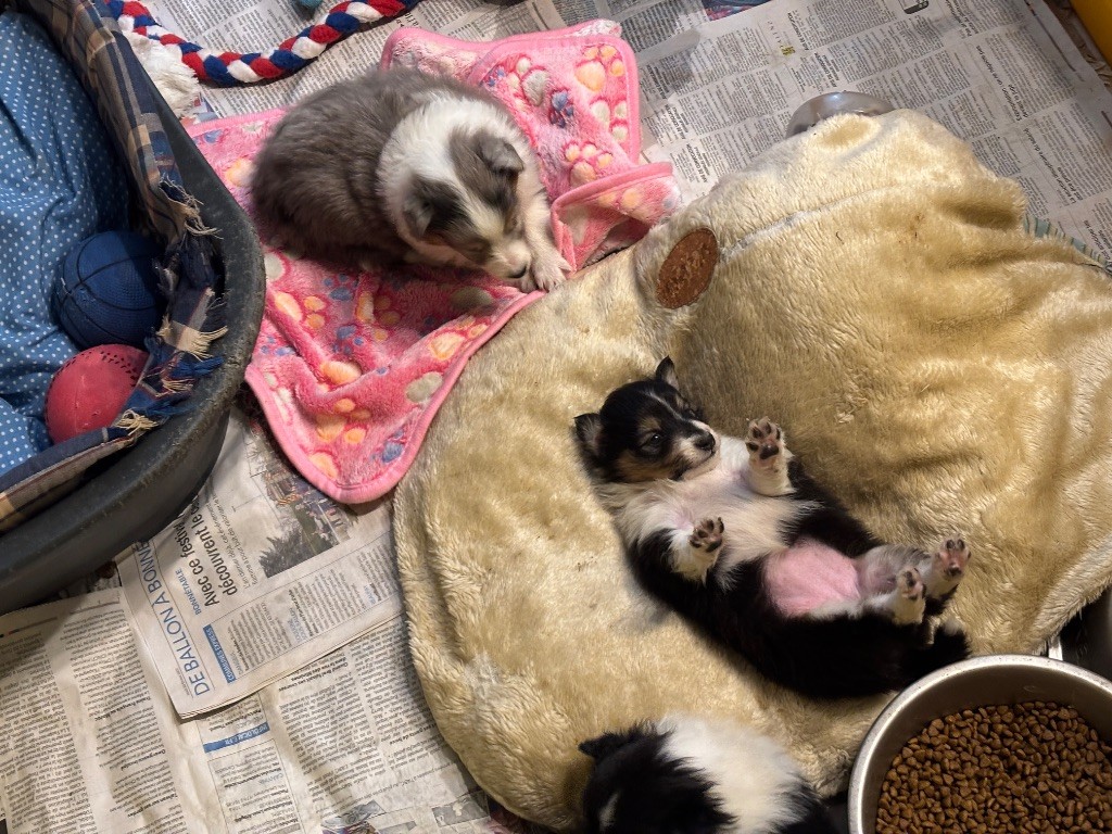 du Cèdre Enchanté - Chiots disponibles - Shetland Sheepdog