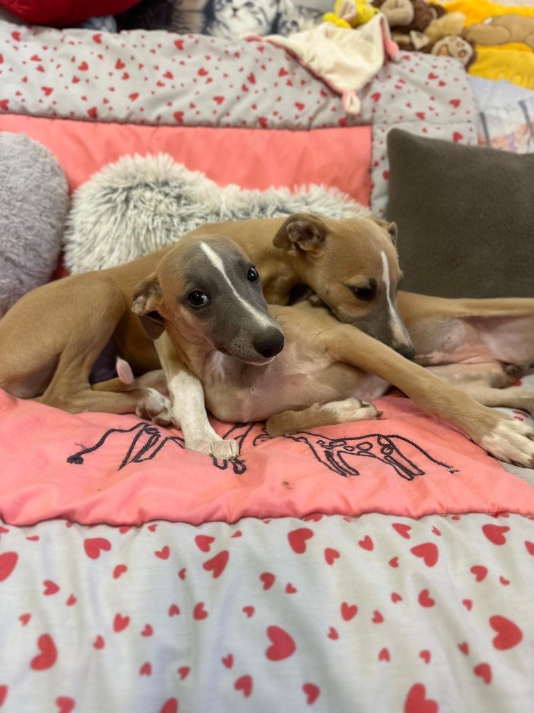 du Cèdre Enchanté - Chiots disponibles - Whippet
