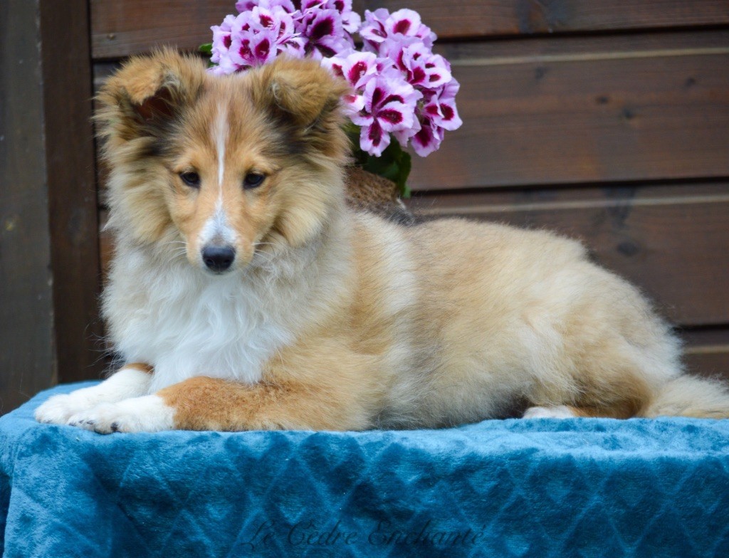 Chiot Shetland Sheepdog du Cèdre Enchanté