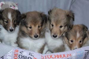 Chiot Shetland Sheepdog du Cèdre Enchanté