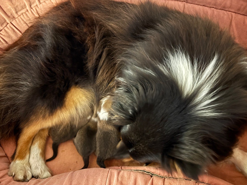 du Cèdre Enchanté - Chiots disponibles - Shetland Sheepdog