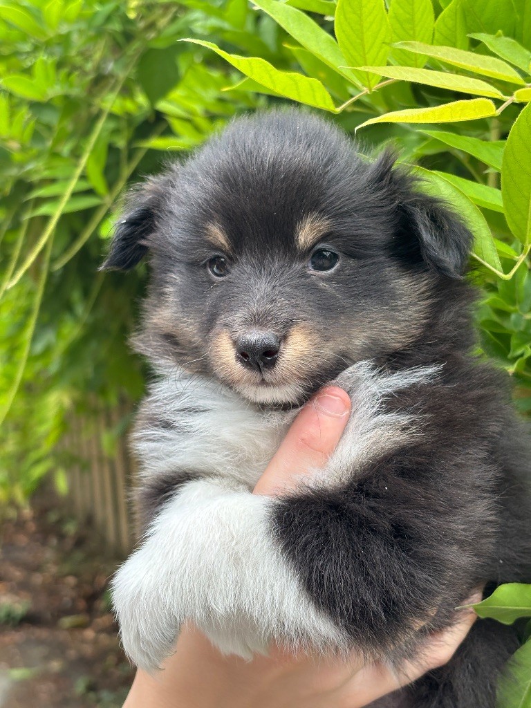 du Cèdre Enchanté - Chiots disponibles - Shetland Sheepdog
