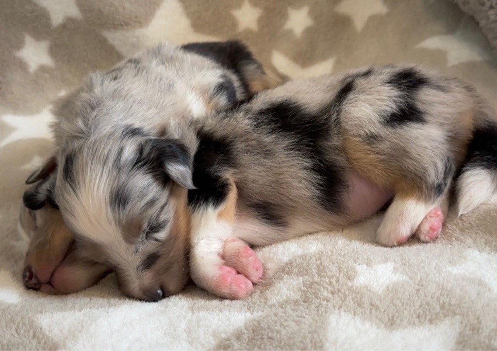 du Cèdre Enchanté - Chiots disponibles - Shetland Sheepdog