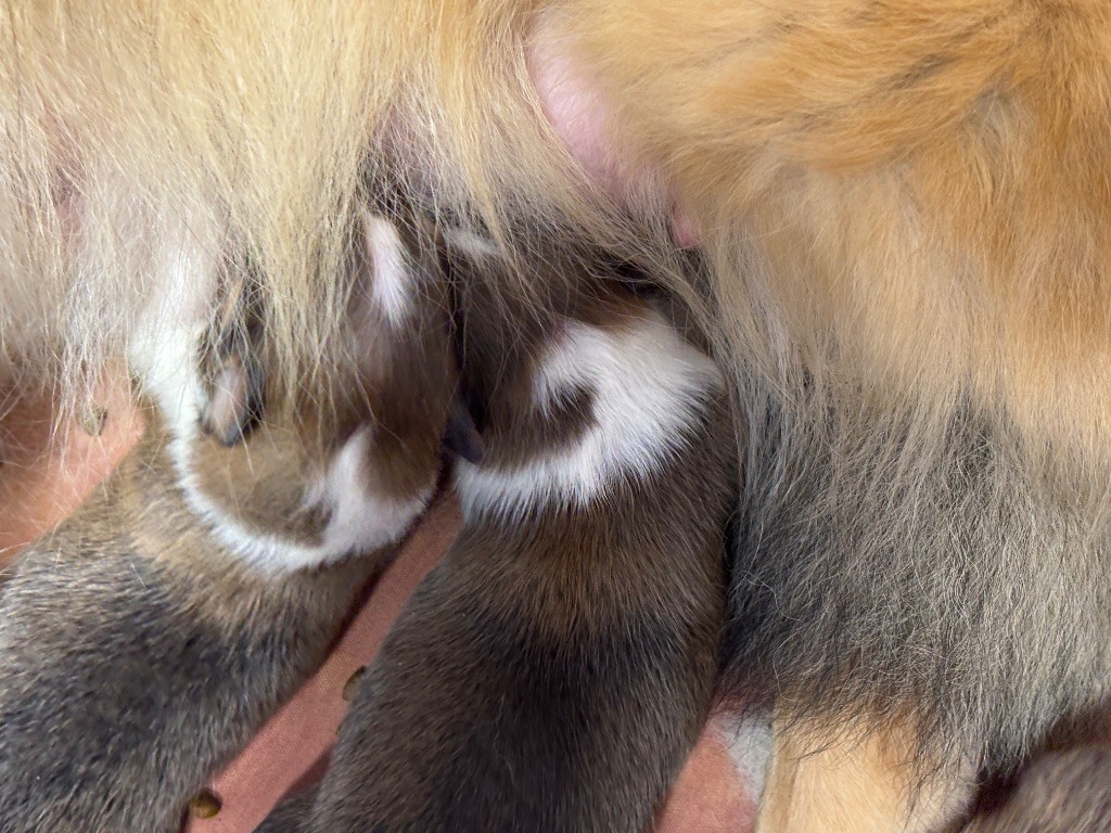 du Cèdre Enchanté - Chiots disponibles - Shetland Sheepdog