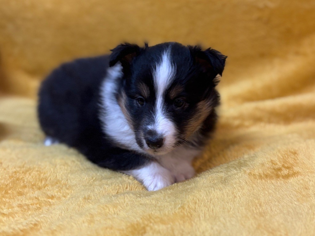 du Cèdre Enchanté - Chiots disponibles - Shetland Sheepdog