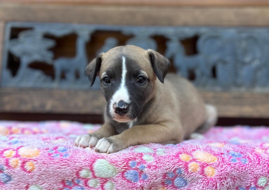 du Cèdre Enchanté - Chiots disponibles - Whippet