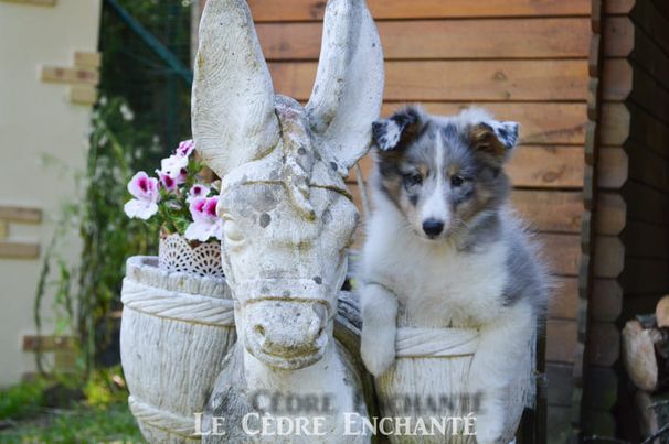 Chiot Shetland Sheepdog du Cèdre Enchanté