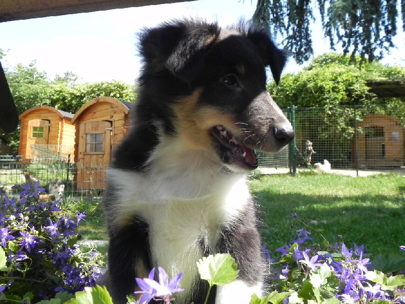 Chiot Shetland Sheepdog du Cèdre Enchanté