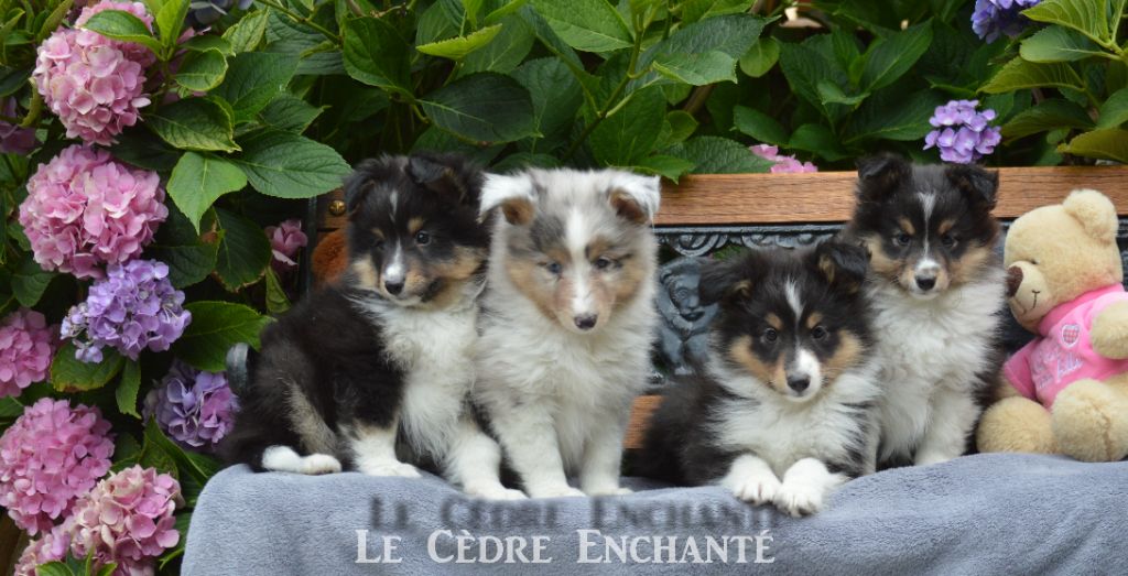 Chiot Shetland Sheepdog du Cèdre Enchanté