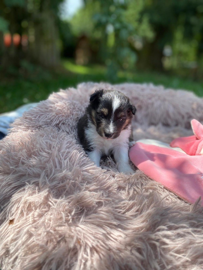 du Cèdre Enchanté - Chiots disponibles - Shetland Sheepdog