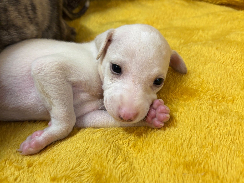 du Cèdre Enchanté - Chiots disponibles - Whippet