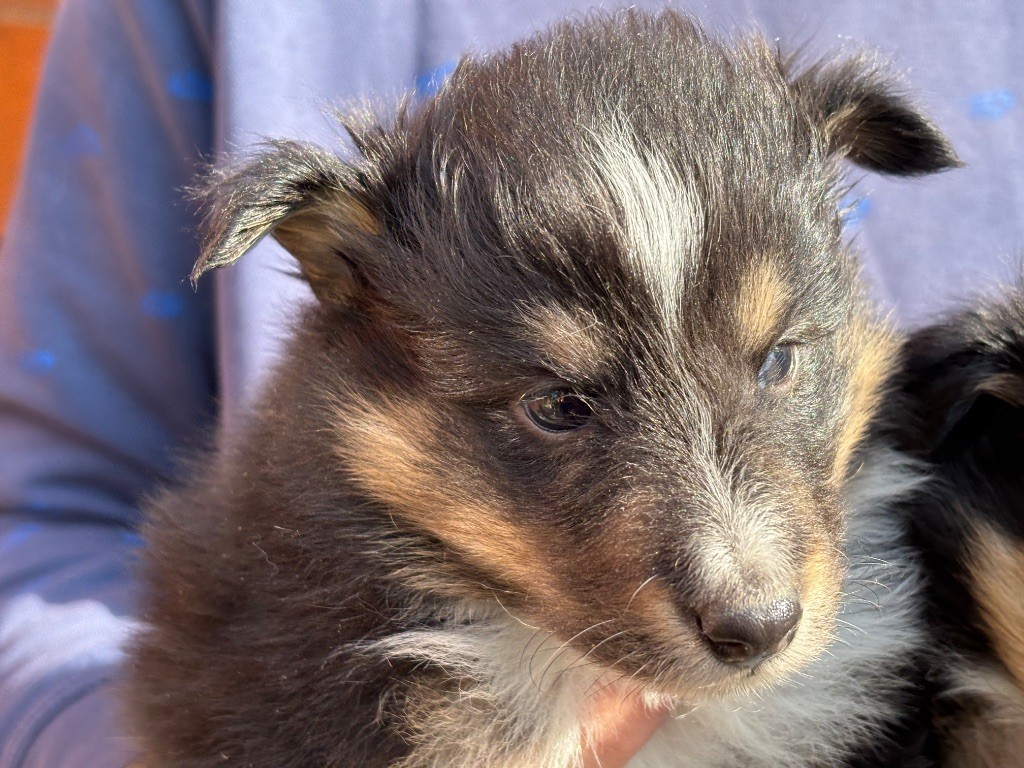 du Cèdre Enchanté - Chiots disponibles - Shetland Sheepdog