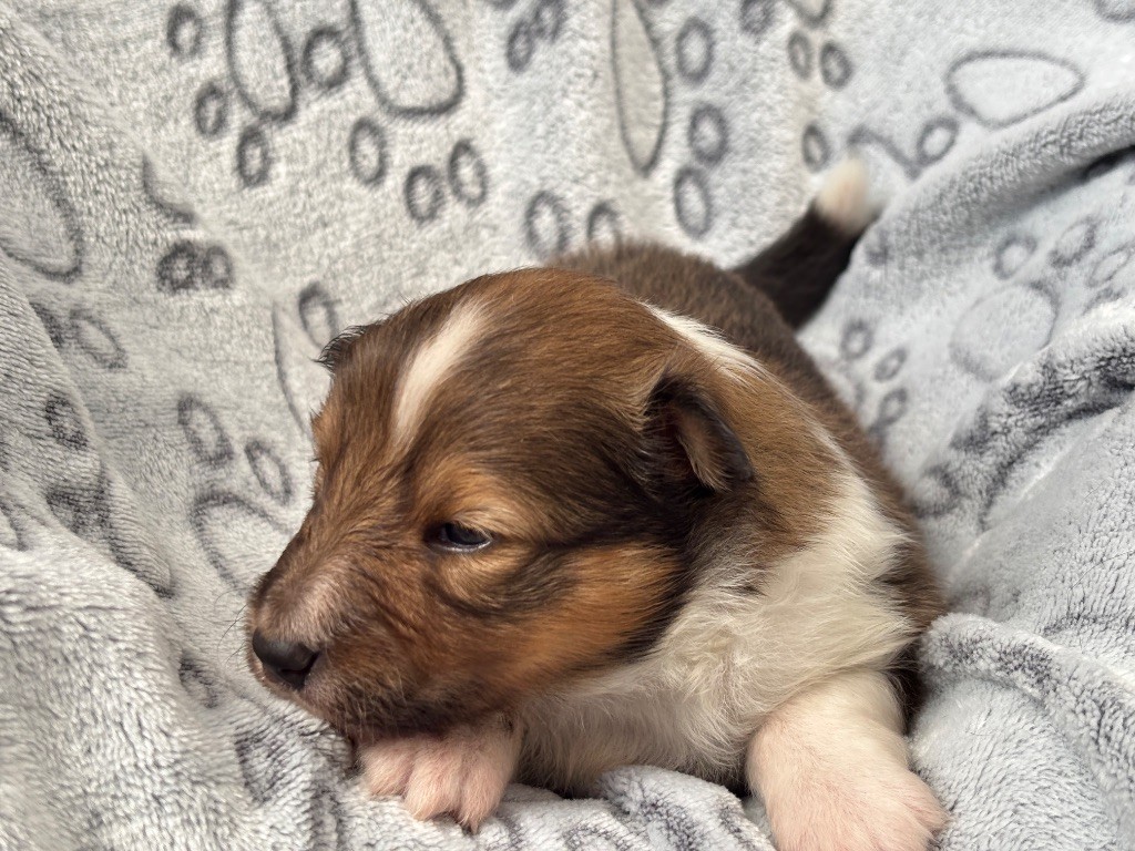 du Cèdre Enchanté - Chiots disponibles - Shetland Sheepdog