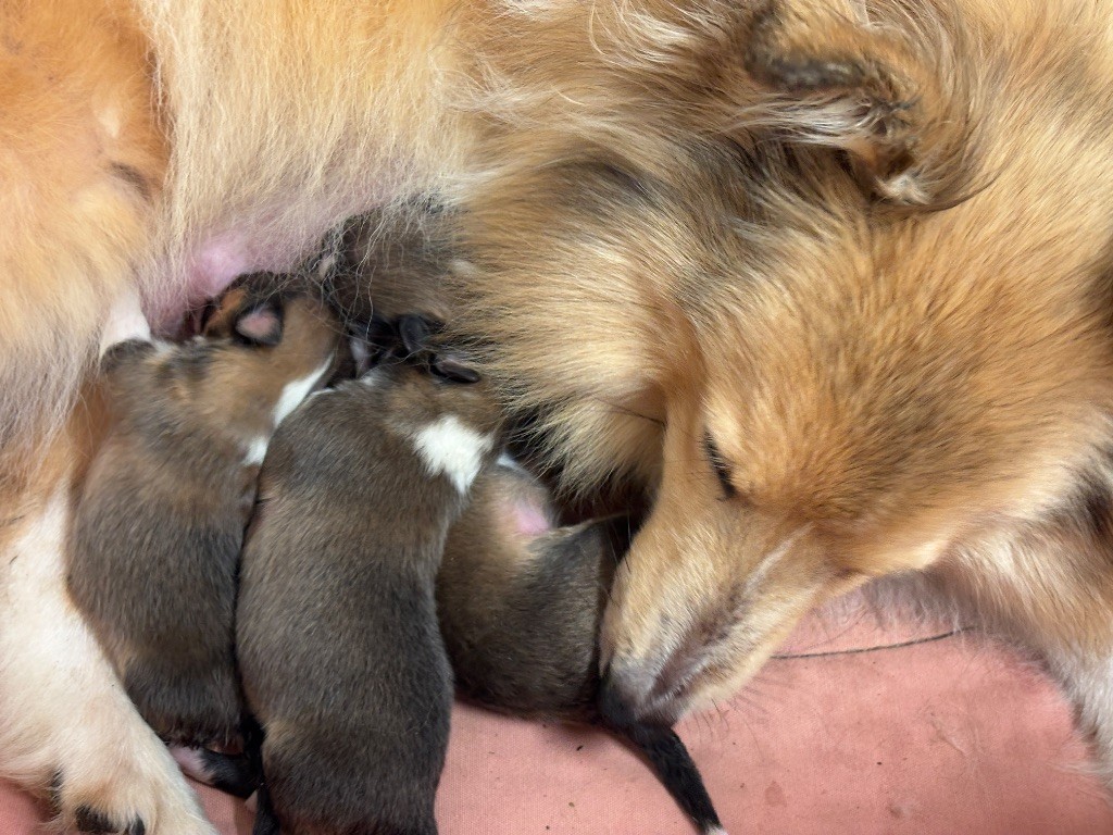 du Cèdre Enchanté - Chiots disponibles - Shetland Sheepdog