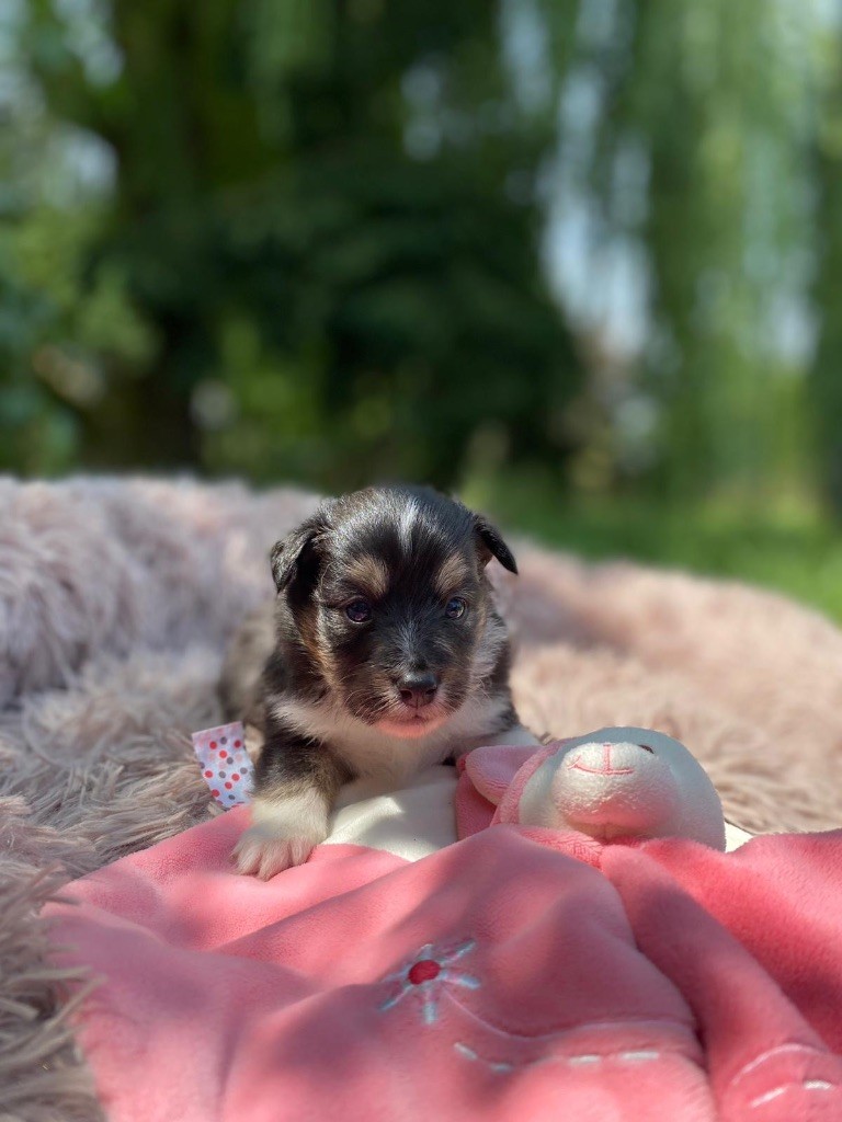 du Cèdre Enchanté - Chiots disponibles - Shetland Sheepdog