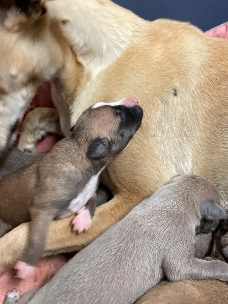 du Cèdre Enchanté - Chiots disponibles - Whippet