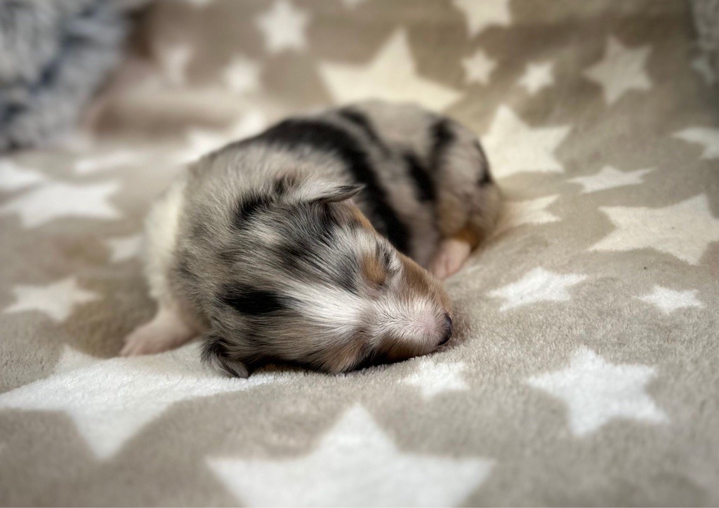 du Cèdre Enchanté - Chiots disponibles - Shetland Sheepdog