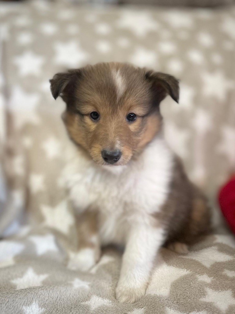 du Cèdre Enchanté - Chiots disponibles - Shetland Sheepdog