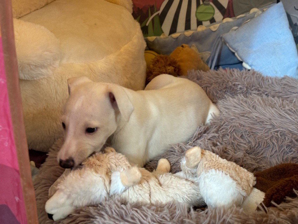 du Cèdre Enchanté - Chiots disponibles - Whippet