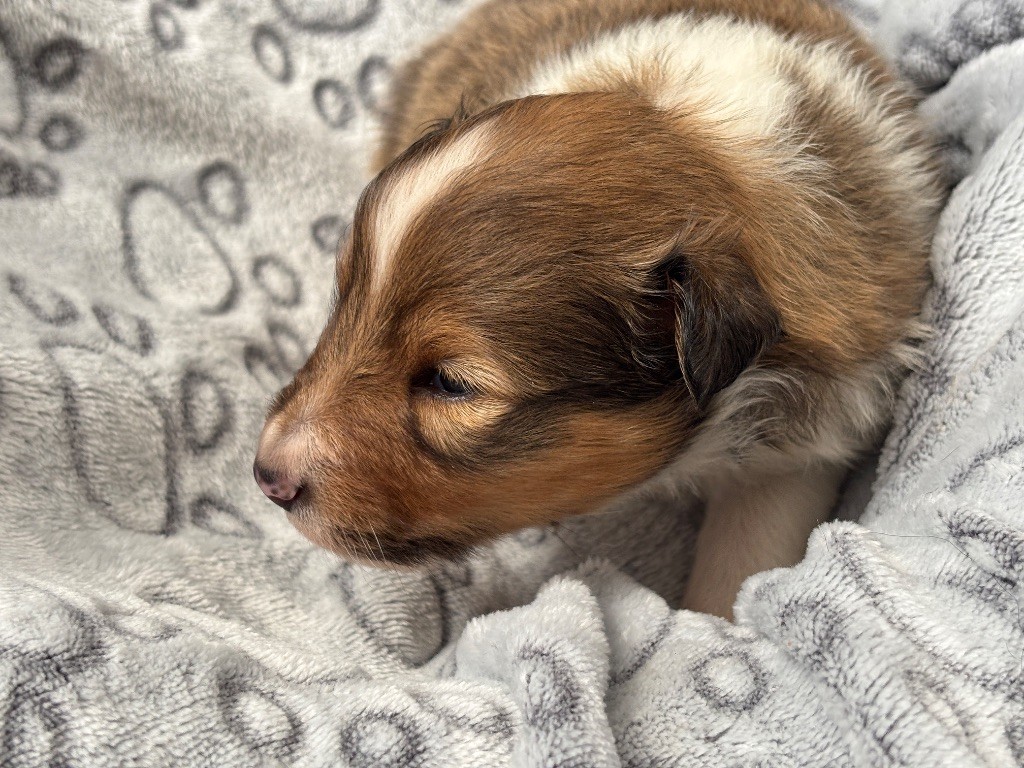 du Cèdre Enchanté - Chiots disponibles - Shetland Sheepdog