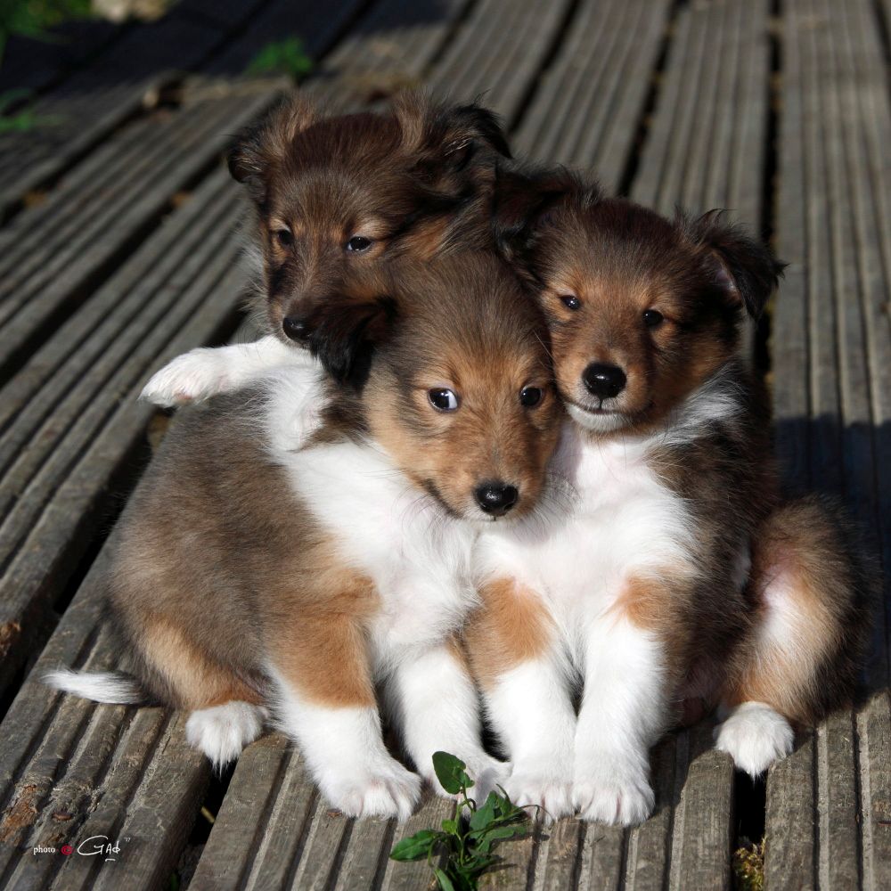 Chiot Shetland Sheepdog du Cèdre Enchanté
