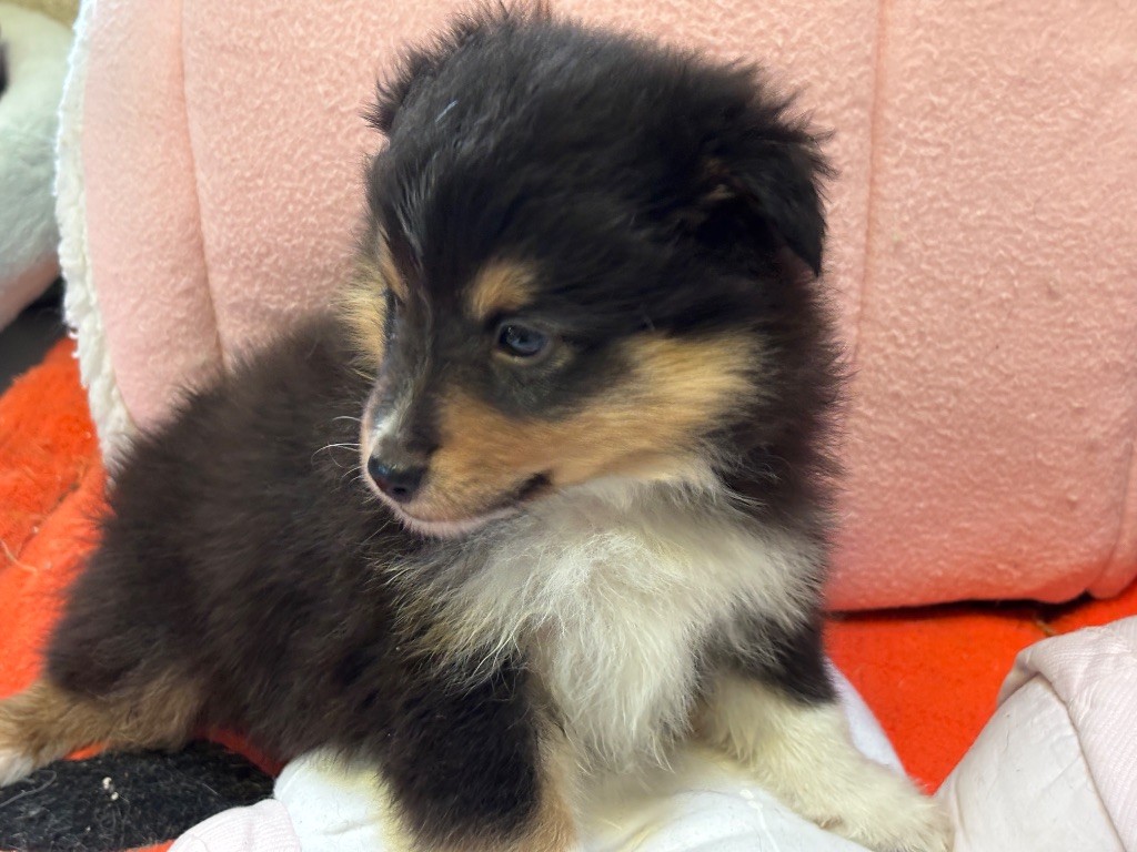 du Cèdre Enchanté - Chiots disponibles - Shetland Sheepdog