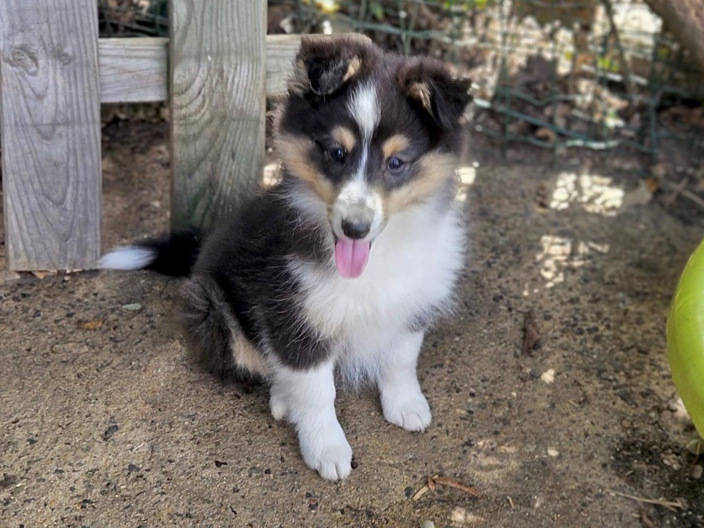 du Cèdre Enchanté - Chiots disponibles - Shetland Sheepdog