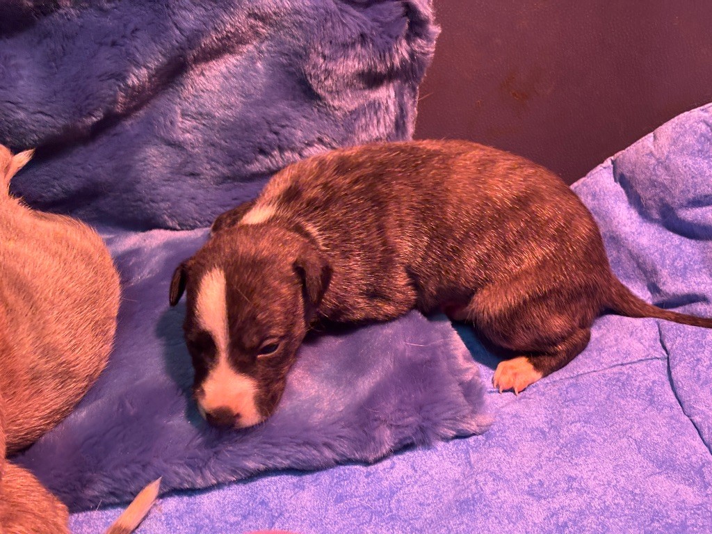 du Cèdre Enchanté - Chiots disponibles - Whippet